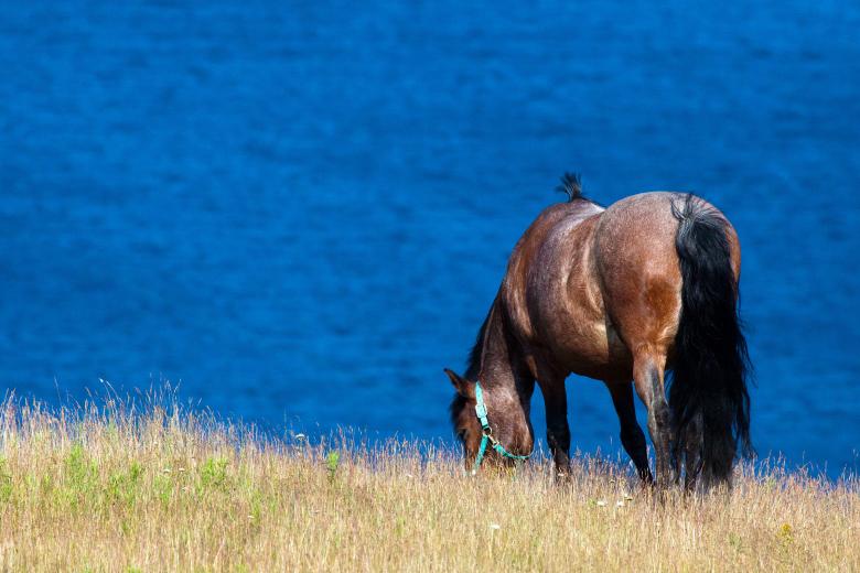 Free stock image of Horse created by Geoffrey Whiteway