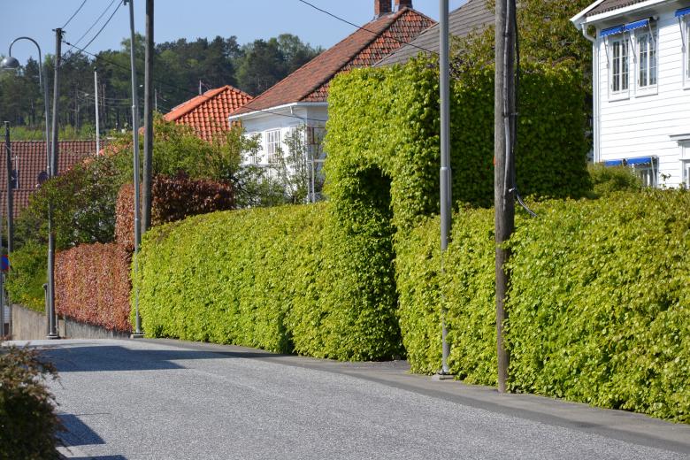 Free stock image of Hedge of greenleaved common beech created by Tomas Adomaitis
