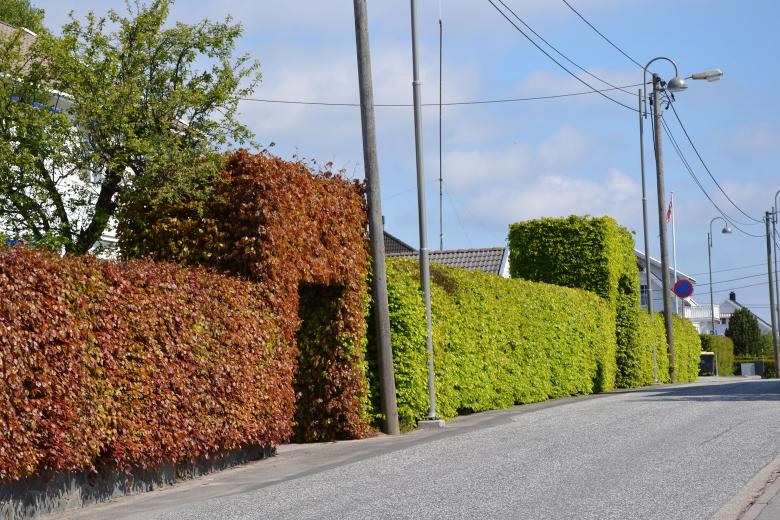 Free stock image of Hedge of greenleaved common beech created by Tomas Adomaitis