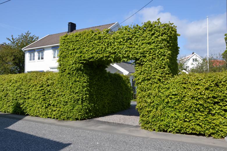 Free stock image of Hedge of greenleaved common beech created by Tomas Adomaitis