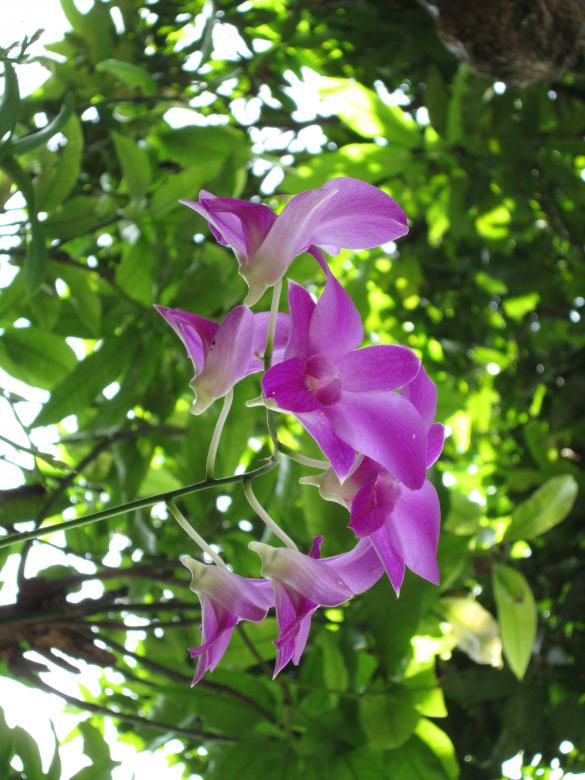 Free stock image of Purple orchid created by Haryoto