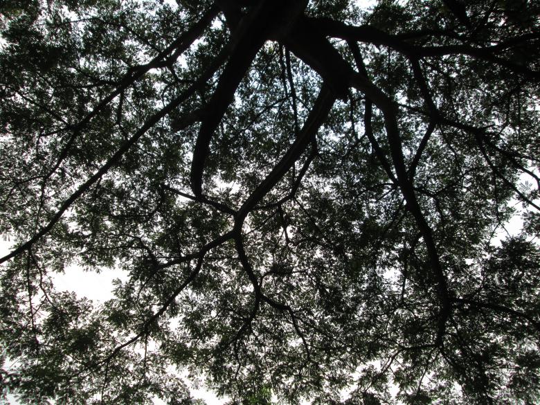 Free stock image of Black branch created by Haryoto
