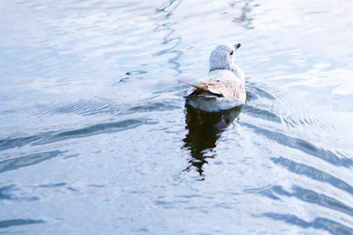 Free Stock Photo of bird