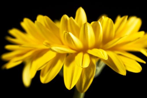Gerbera - Free Stock Photo