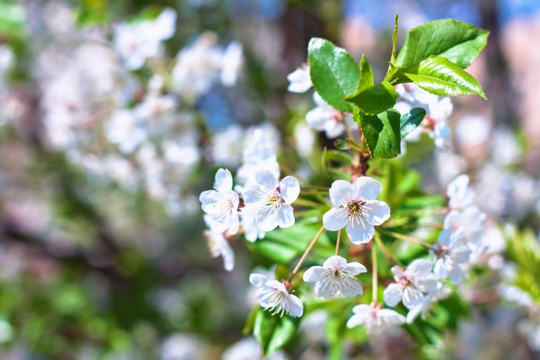Free stock image of Spring Flowers created by 2happy