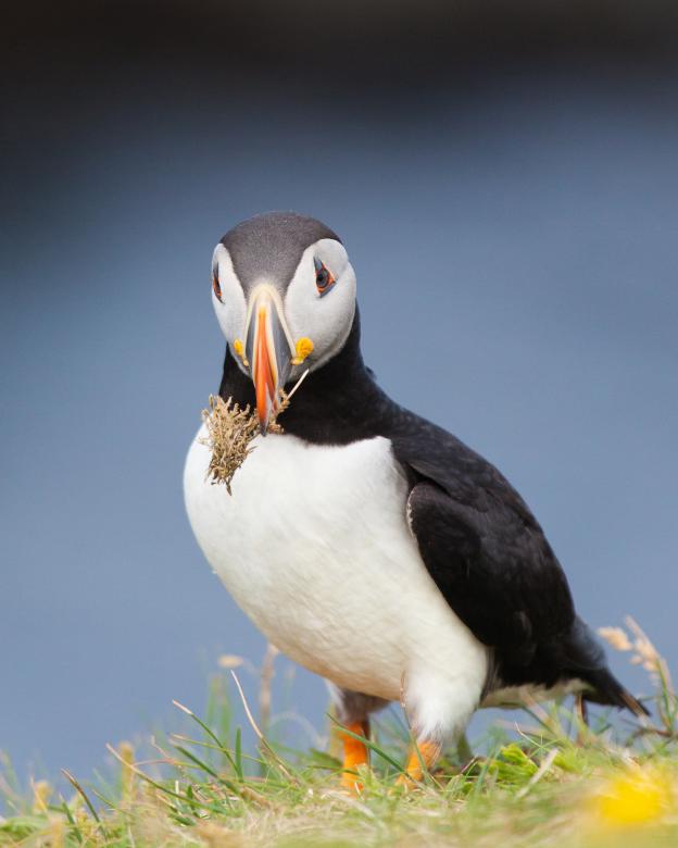Free stock image of Puffin created by Geoffrey Whiteway