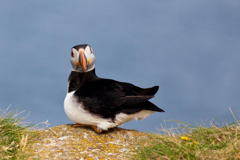 Free stock image of Puffin created by Geoffrey Whiteway