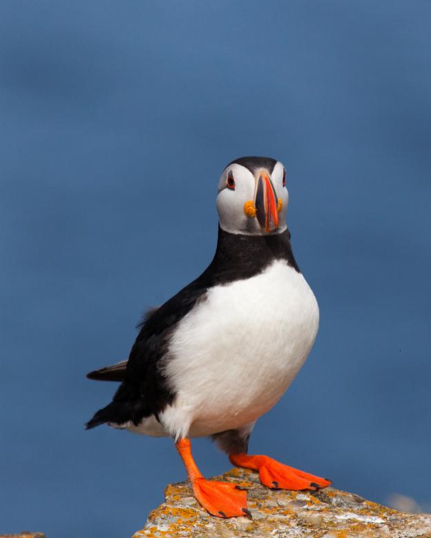 Free stock image of Puffin created by Geoffrey Whiteway