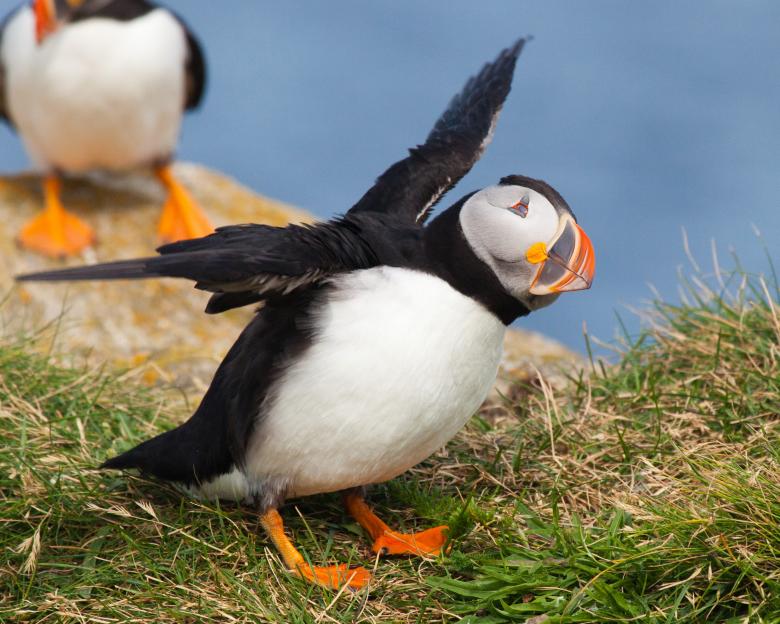 Free stock image of Puffin created by Geoffrey Whiteway