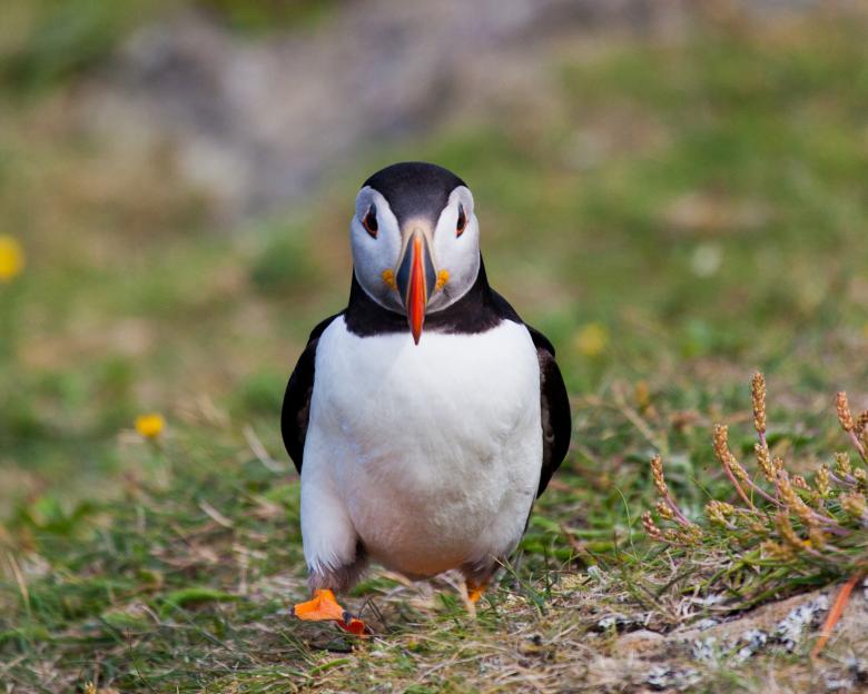 Free stock image of Puffin created by Geoffrey Whiteway