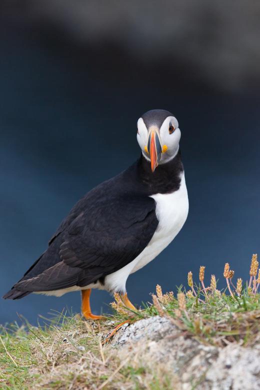 Free stock image of Puffin created by Geoffrey Whiteway