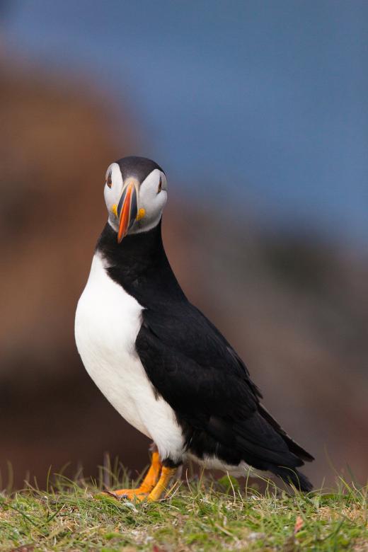 Free stock image of Puffin created by Geoffrey Whiteway
