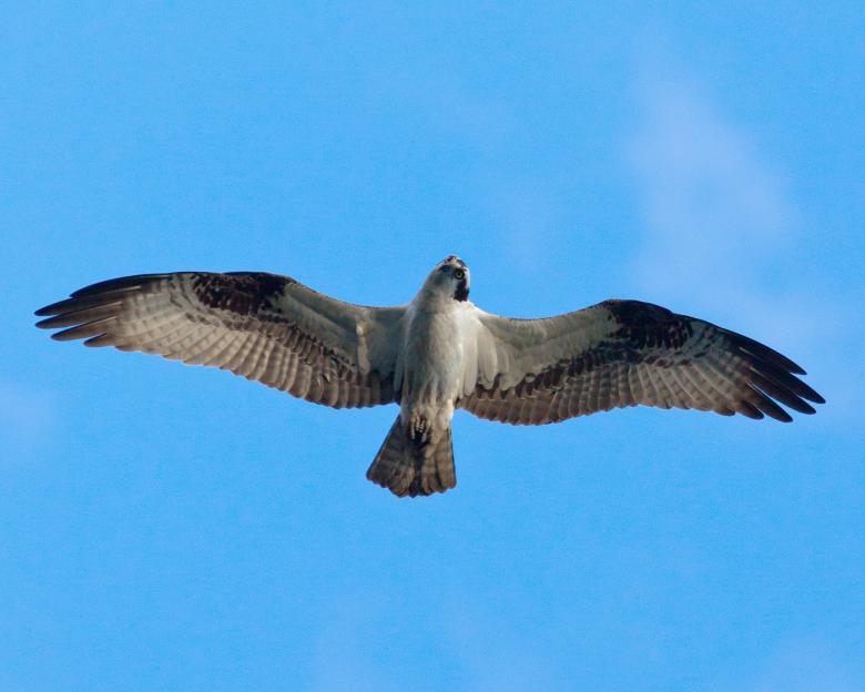 Free stock image of Osprey created by Geoffrey Whiteway