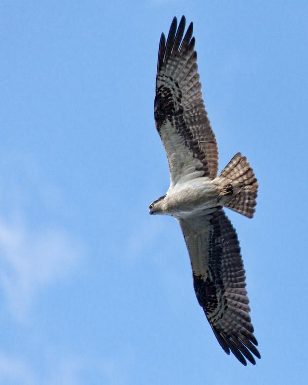 Free stock image of Osprey created by Geoffrey Whiteway
