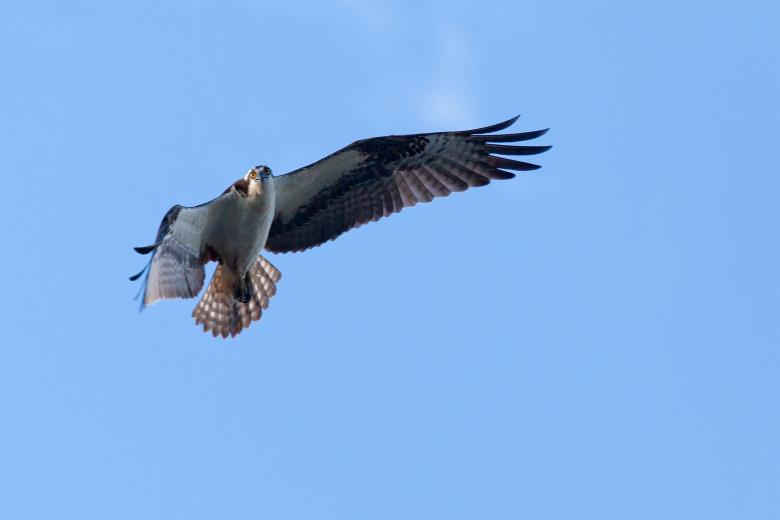 Free stock image of Osprey created by Geoffrey Whiteway
