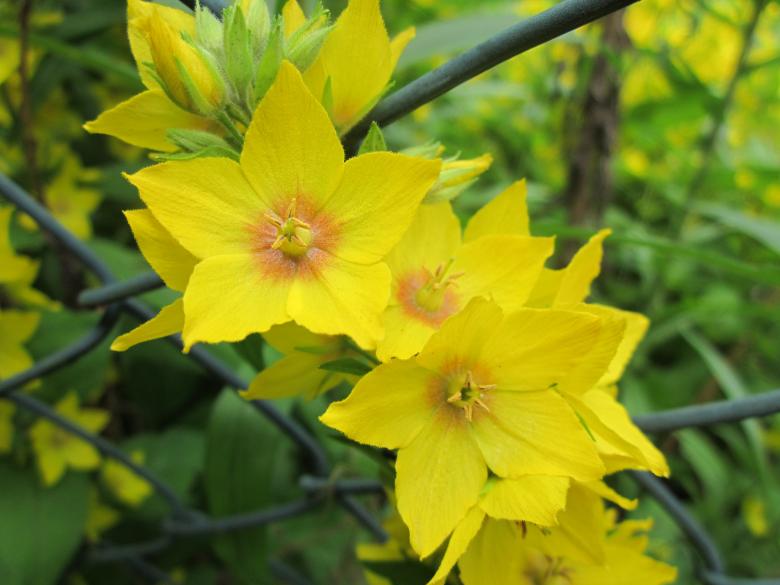 Free stock image of Yellow flowers created by Boris Kyurkchiev