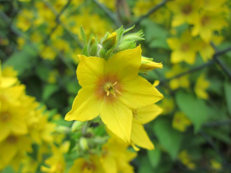 Free stock image of Yellow flowers created by Boris Kyurkchiev