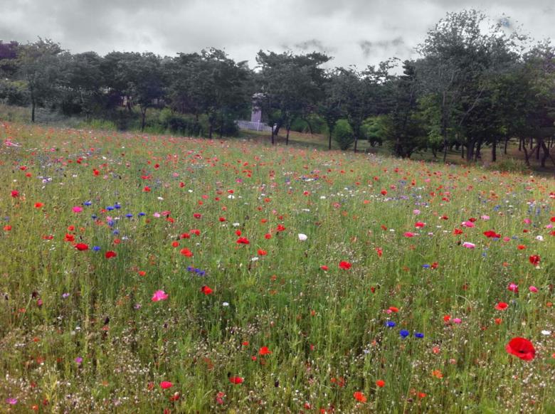 Free stock image of Flower Garden created by Madhu Badhu