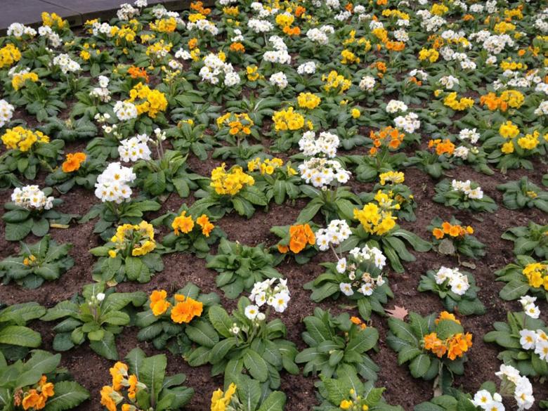 Free stock image of Flower Gardening created by Madhu Badhu