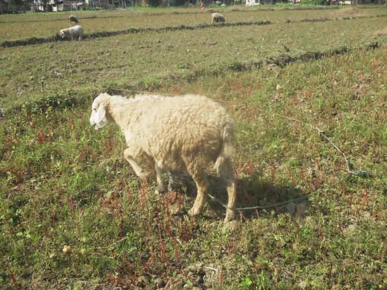 Free stock image of Sheep created by Madhu Badhu