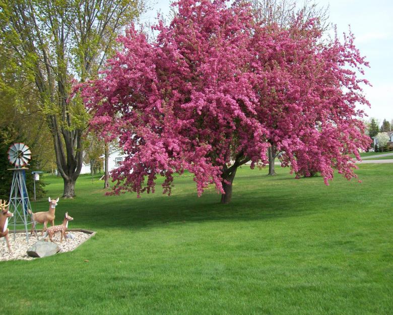 Free stock image of Pink Tree created by Madhu Badhu