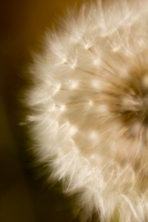 Free stock image of Blowball created by Alen