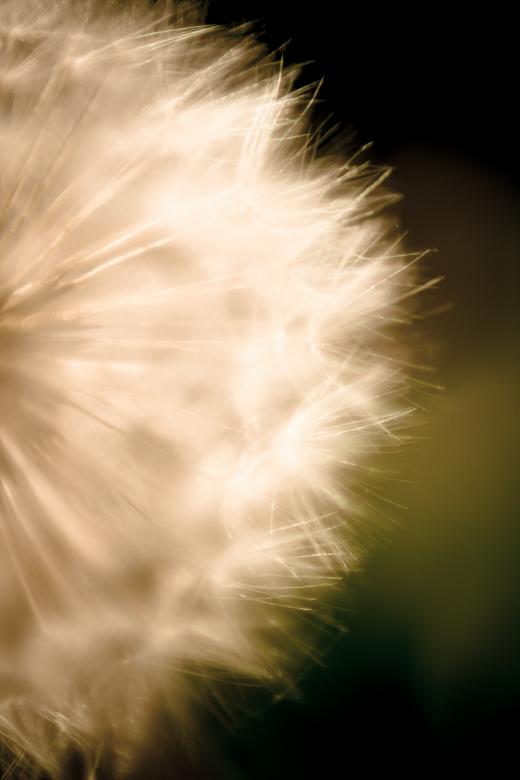 Free stock image of Blowball created by Alen
