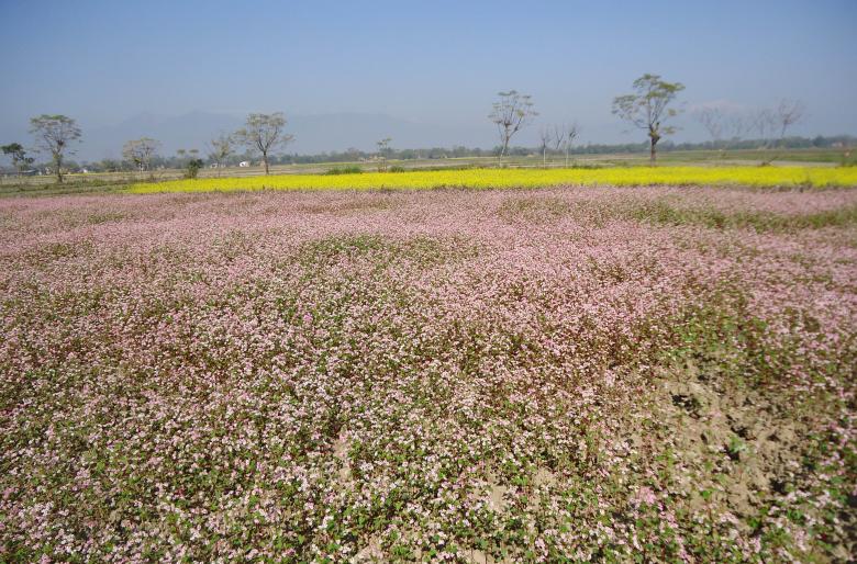 Free stock image of Buckwheat and Mustard created by Madhu Badhu