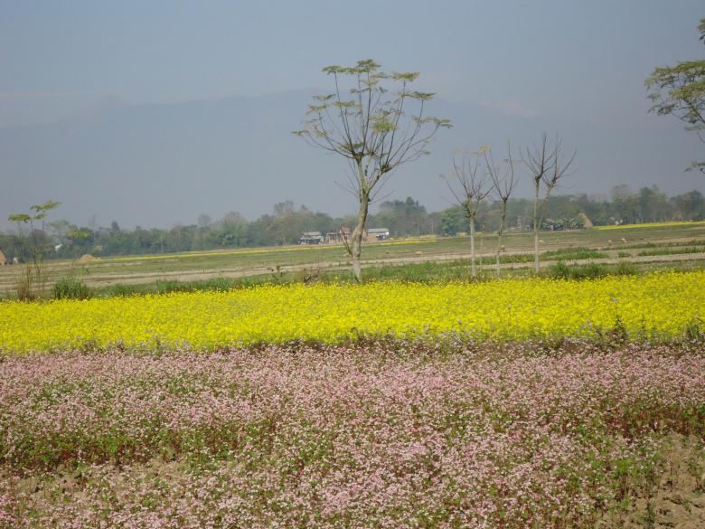 Free stock image of Buckwheat and Mustard created by Madhu Badhu
