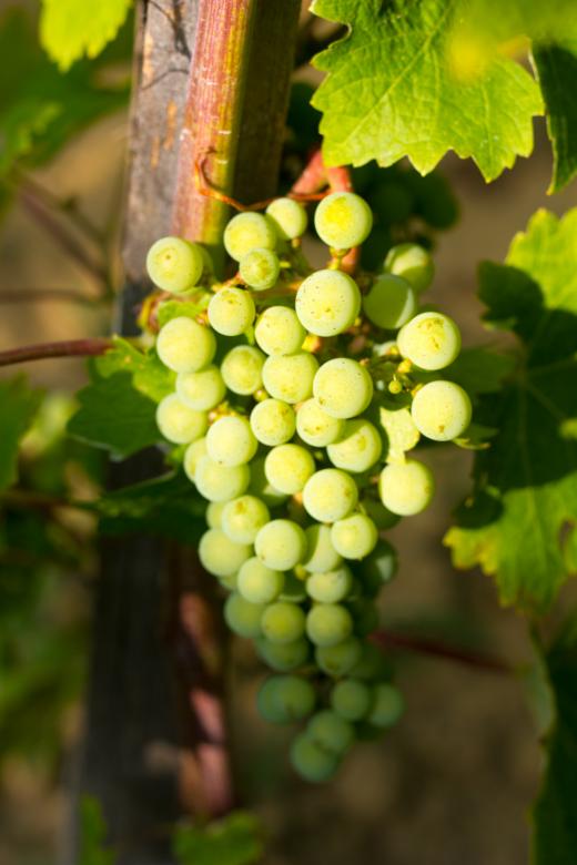 Free stock image of Grapes created by Alen