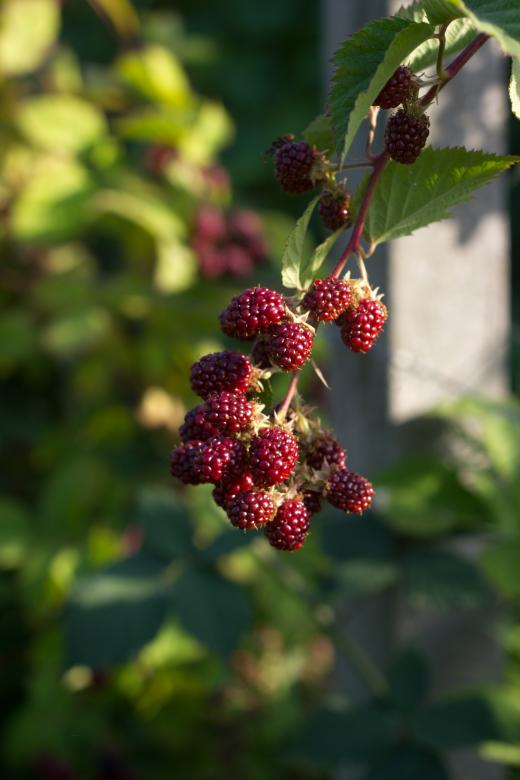 Free stock image of Blackberry created by Alen