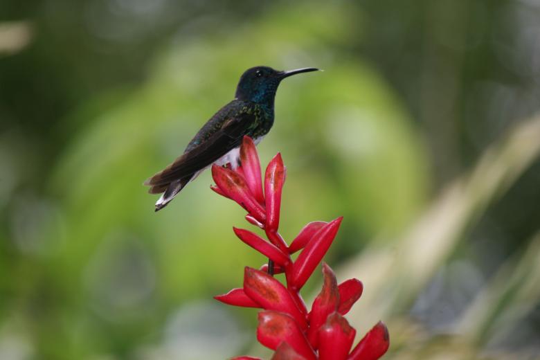 Free stock image of Still Hummingbird created by Sue Osborn