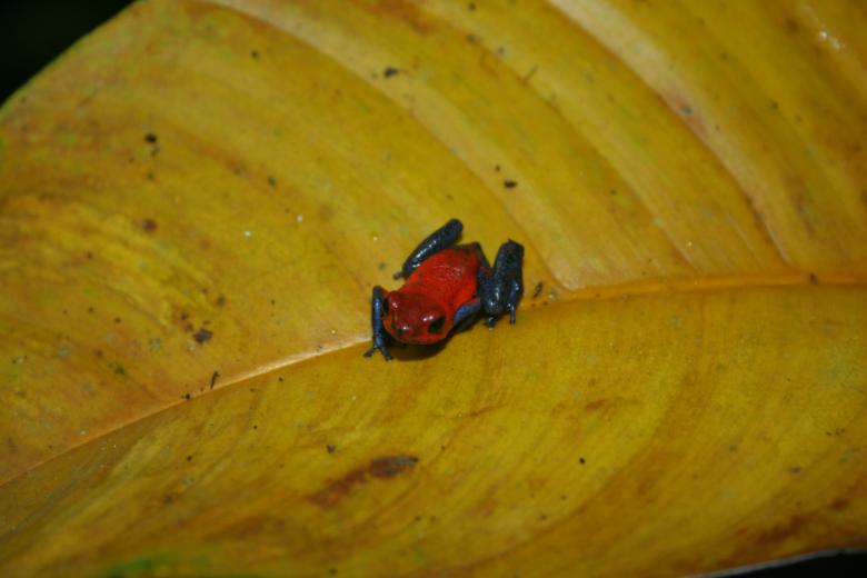 Free stock image of Blue Jeans Frog created by Sue Osborn