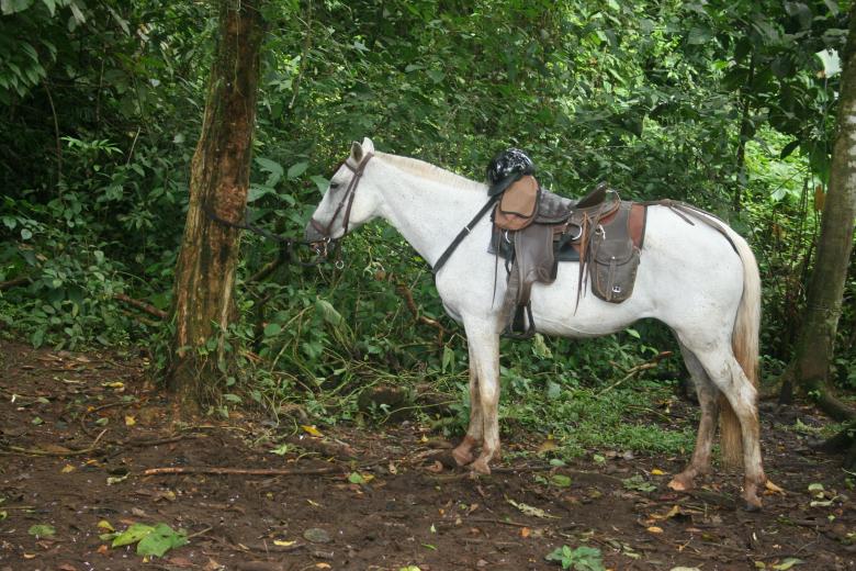 Free stock image of Waiting Horse created by Sue Osborn