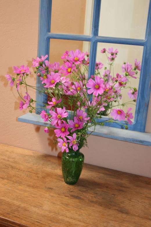 Free stock image of Cosmos Bouquet created by Sue Osborn