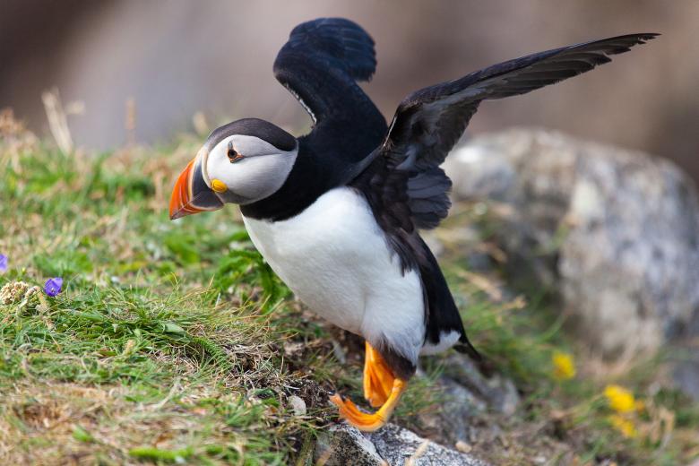 Free stock image of Puffin created by Geoffrey Whiteway