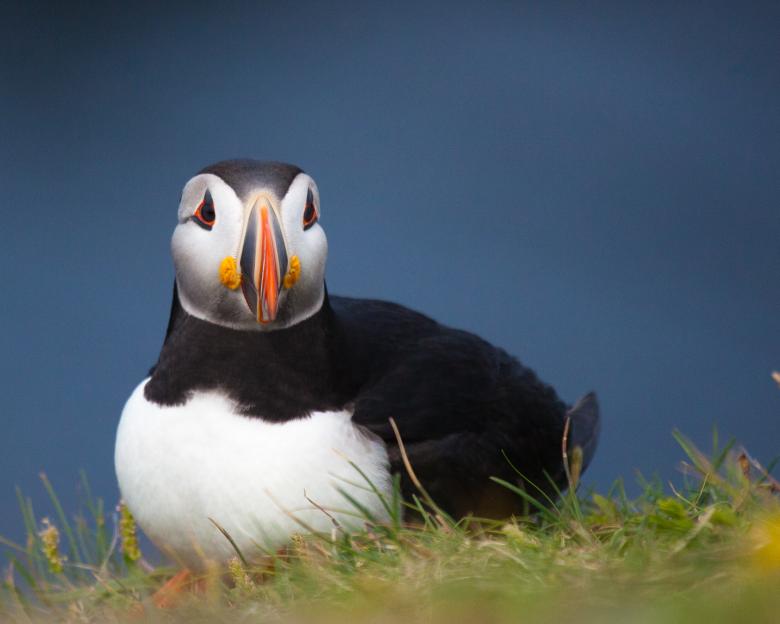 Free stock image of Puffin created by Geoffrey Whiteway