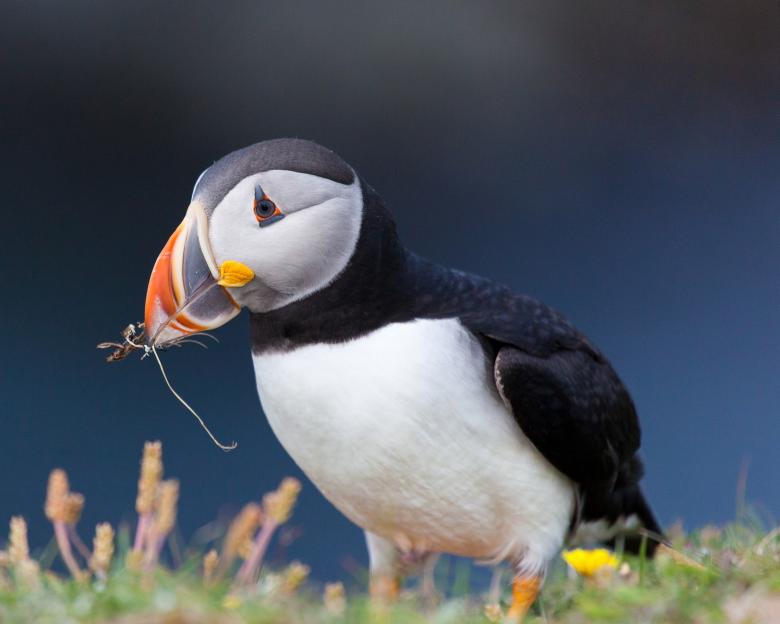 Free stock image of Puffin created by Geoffrey Whiteway