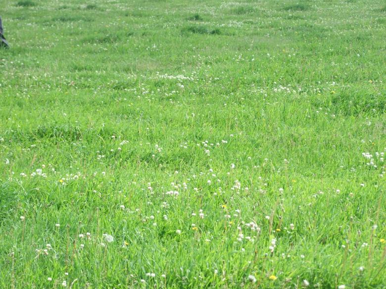Free stock image of Grass Field created by Mina Out