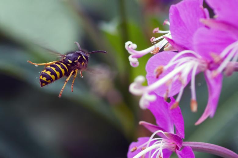 Free stock image of Wasp created by Geoffrey Whiteway