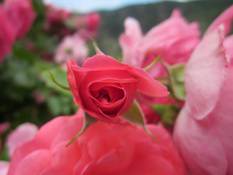 Free stock image of Red roses created by Boris Kyurkchiev