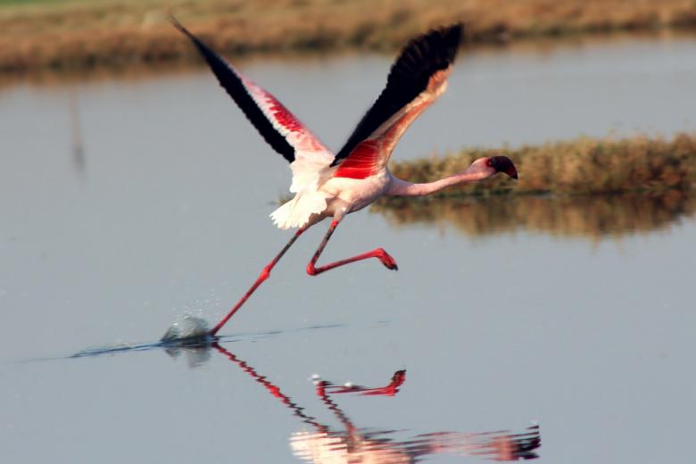 Free stock image of Let Me Fly created by Bhavyesh Acharya