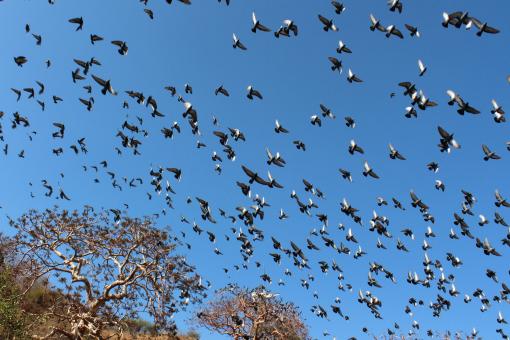 Flying Area - Free Stock Photo