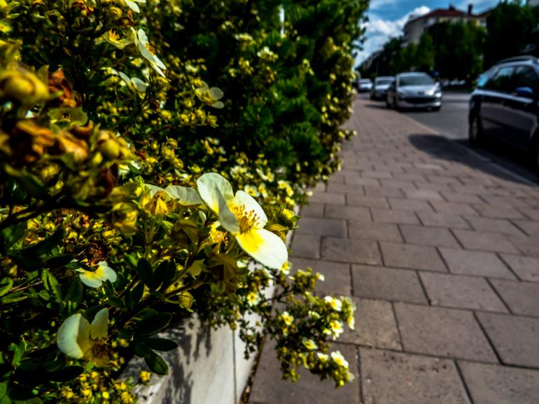 Free stock image of Beautiful summer flower created by Janis Urtans