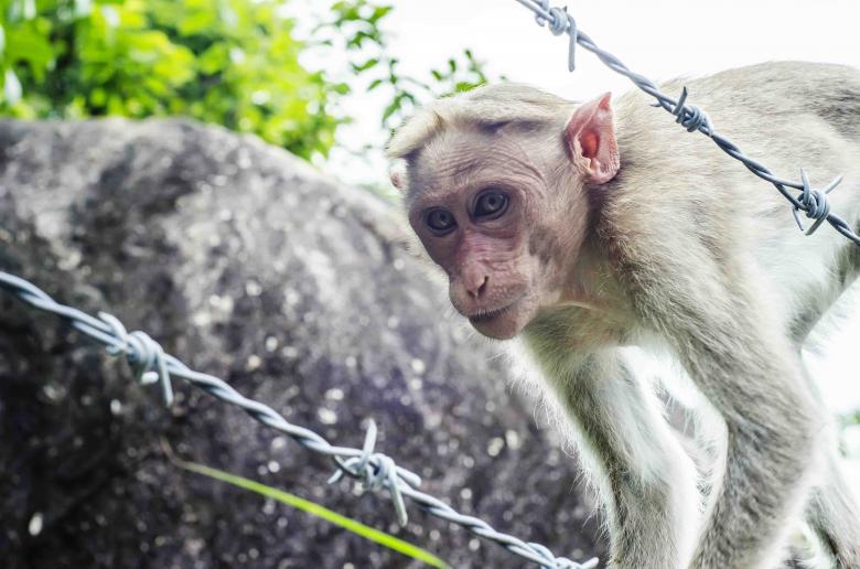 Free stock image of Monkey posing created by DEEPU DAS