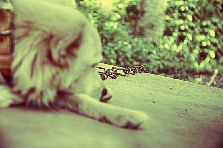 Free stock image of Solitary life on a chain created by DEEPU DAS