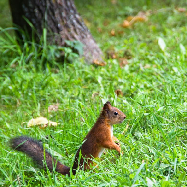 Free stock image of Squirrel created by 2happy
