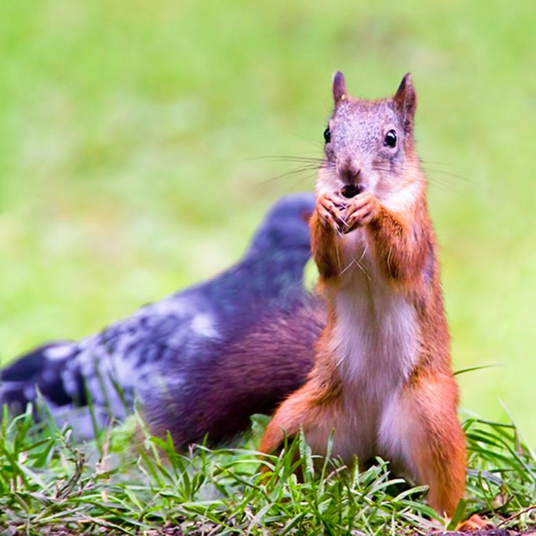 Free stock image of Squirrel created by 2happy
