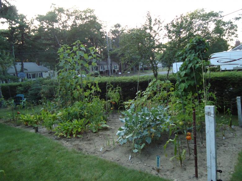 Free stock image of Vegetable Garden 2 created by Katharine Sparrow