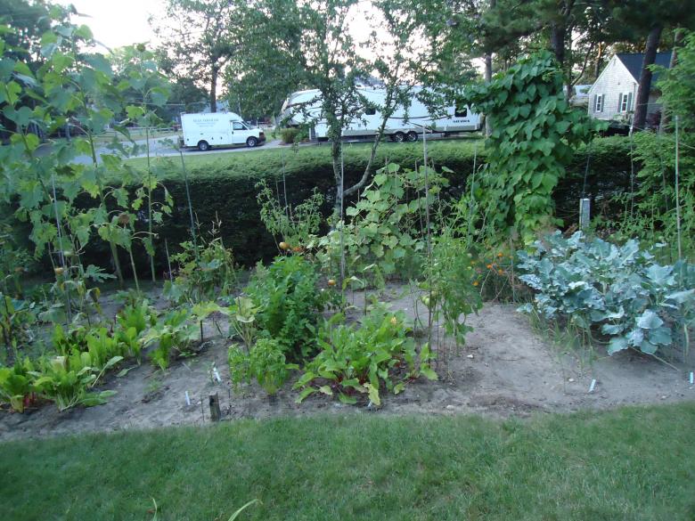 Free stock image of Vegetable Garden created by Katharine Sparrow